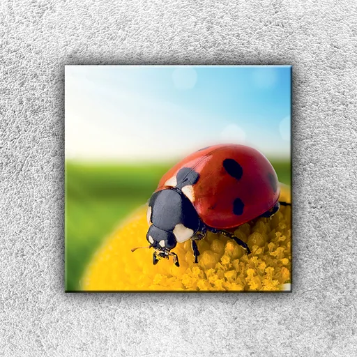 Foto na plátno Lienka na harmančeka 1 30x30 cm