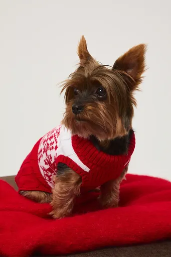 Sveter pre psa Medicine