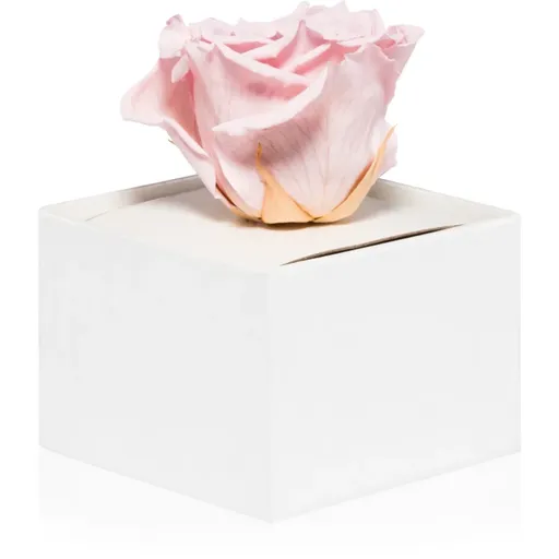 RoseAmor Pink stabilizovaná ruža v krabičke 1 ks